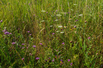 Blooming meadow, selective focus. Background from flower field for publication, design, poster, calendar, post, screensaver, wallpaper, postcard, banner, cover, website. High quality photo