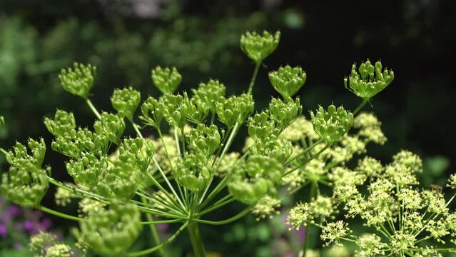 Angelica plan, umbelliferae bloom