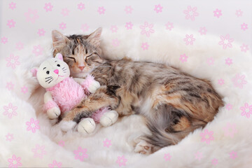 Fototapeta na wymiar Cat on pet bed at home. Comfortable pet sleep at cozy home. Cat sleep on white soft blanket. Kitten rests and hugs the toy pink kitten. Kitten rests on light fur. Valentine's Day. Frame of pink flower