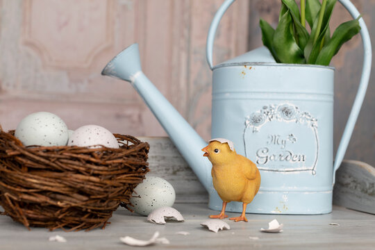 Easter eggs in a nest, retro blue watering can with spring tulips and newborn yellow baby chicken still life composition