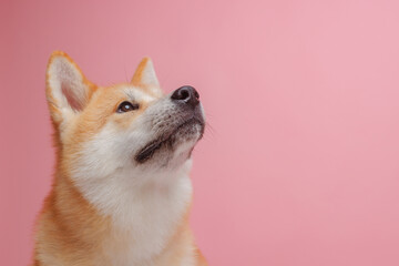 red dog japanese akita inu on a pink background close-up, the concept of love for dogs