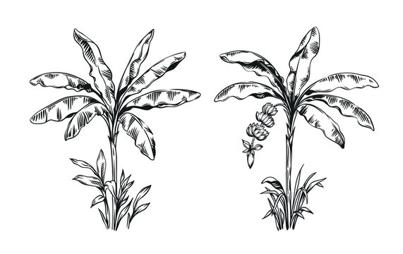 Hand drawn black and white tropical banana palms. Vector illustration set. Hawaiian plants in realistic style. Foliage design. Botanical elements isolated on a white background.