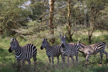 Zebra in Kenya