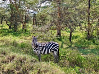 Zebra in Kenya