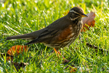 Redwing bird in the grass