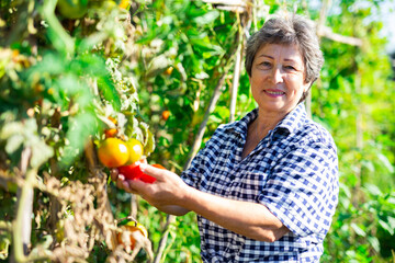 Elderly woman amateur gardener harvesting ripe tomatoes on her vegetable garden on sunny fall day