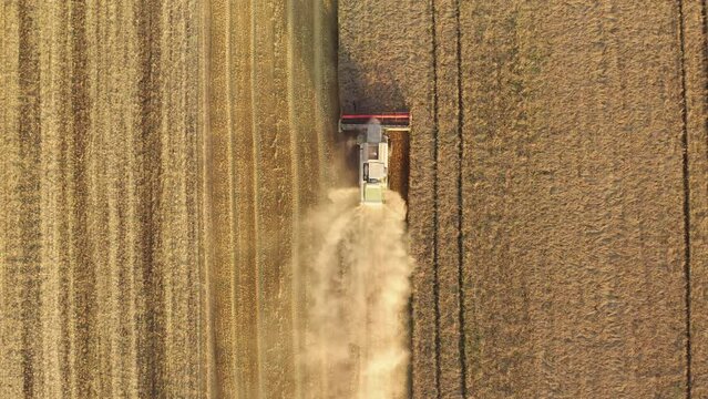 Aerial view of a combiner within a field. Yield gathering in harvest time during sunrise. High quality 4k footage