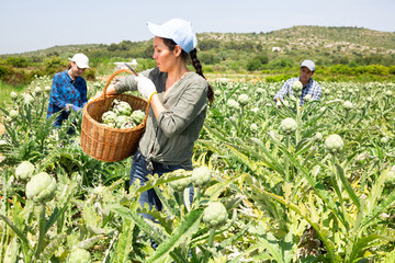Asian woman gardener harvesting fresh artichokes on plantation with co-workers.