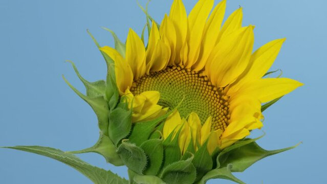 Macro time lapse blooming and wilting Sunflower Head close-up, isolated on blue background