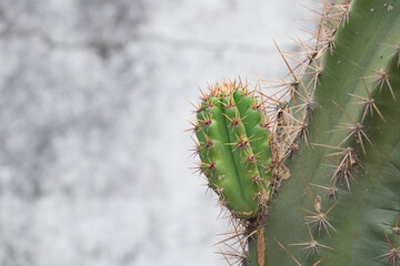 Small new cactus growing over an old one in a garden at Juan Lacaze, Colonia, Uruguay