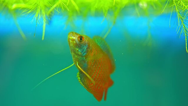 Dwarf Gourami, Colisa lalia, small, brightly colored freshwater fish. Peaceful small community fish. Live in  heated aquarium. Anabantoids, breathe air with a labyrinth organ. Tropical fish home hobby