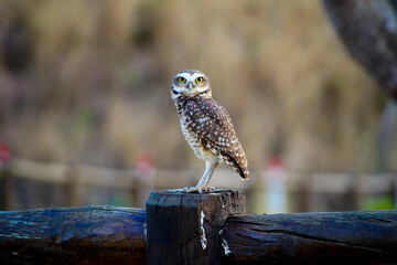 owl