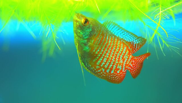 Dwarf Gourami, Colisa lalia, small, brightly colored freshwater fish. Peaceful small community fish. Live in  heated aquarium. Anabantoids, breathe air with a labyrinth organ. Tropical fish home hobby