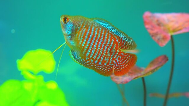 Dwarf Gourami, Colisa lalia, small, brightly colored freshwater fish. Peaceful small community fish. Live in  heated aquarium. Anabantoids, breathe air with a labyrinth organ. Tropical fish home hobby