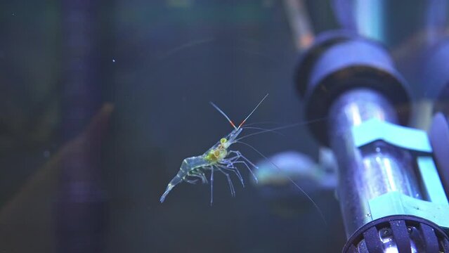 Freshwater ghost shrimp macro shot in slow motion. Close up with very shallow depth of field. Algae-eating Pinocchio shrimp, Feeders. Opaque transparent glass shrimp with crooked back tail.