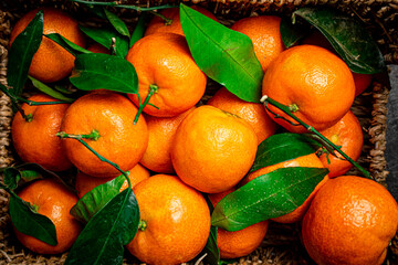 Ripe tangerines with foliage. On a black background.