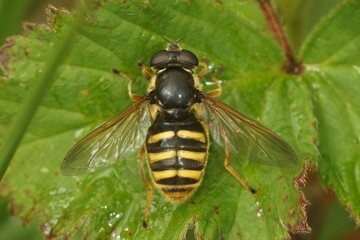 Close up the Yellow barred peat hover fly, Sericomyia silentis, Syrphidae, with spread wings on a green leaf