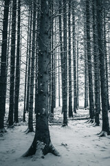 Naklejka premium Pine forest in winter. Nature background. monochrom