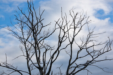an old withered tree against a background of blue sky and clouds
