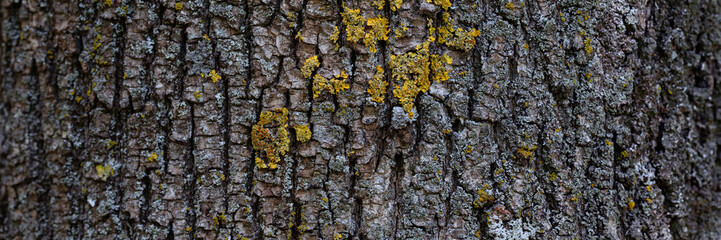 Embossed texture of tree bark. Tree trunk with natural bark patterns on the surface. Natural wood background. Closeup side view.