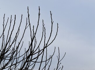 Blue sky and bare tree branches with buds
