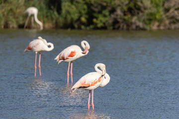 Obraz premium Flamingos at the Ornithological Park of Pont de Gau.