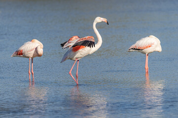 Flamingos at the Ornithological Park of Pont de Gau.