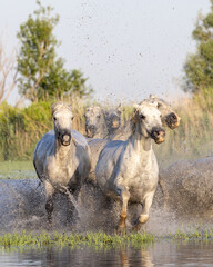 Horses running through the marshes in the Camargue.