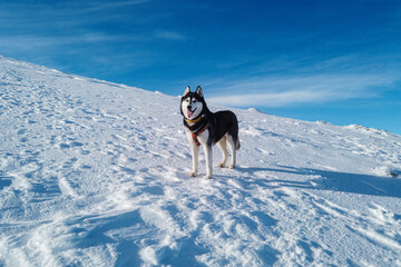 Close up of siberian husky dog happy in the snowy mountains. Adventures outdoor winter concept © almostfuture