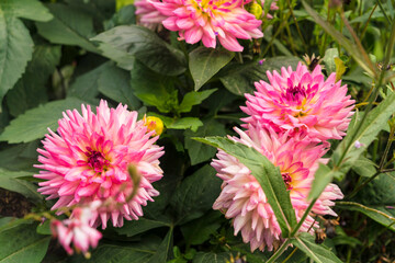 Obraz premium Close-up of beautiful Pink flowers in stockholm in summer
