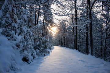 winter in the forest