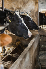 A cow standing in Zagroda in a small placement breeding (selective focus) © Jakub