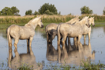 Fototapeta premium Horses in the marshes of the Camargue.
