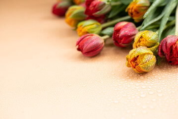 Obraz na płótnie Canvas Red and yellow terry tulips with water drops on beige background