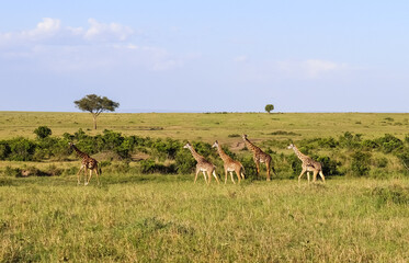 Beautiful giraffe in the wild nature of Africa. - obrazy, fototapety, plakaty
