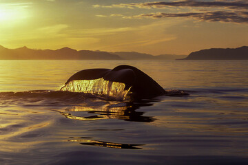Humpback whale showing its tail while diving during sunset golden hour.