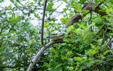 Naklejka na ściany i meble snake in tree northern water snake from northern Virginia 