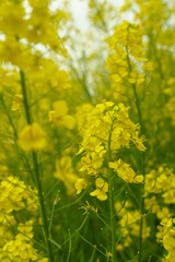 Obraz premium 航空公園、こうくうこうえん、こうくう、こうえん、公園、春、花、空、青空、庭園、ガーデン、花畑、カラフル、可愛い、アウトドア、野外、屋外、暖かい、緑、植物、自然、綺麗、美しい、夢、