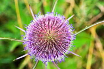 Top view of a Wild Teasel with purple flowers. (Dipsacus fullonum)...