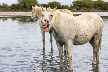 Horse braying in the marshes of the Camargue.