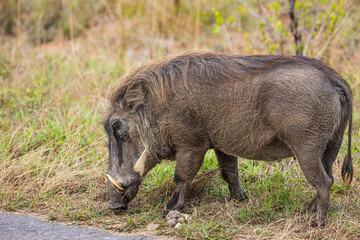 Warthog grazing next to road in Kruger National Park