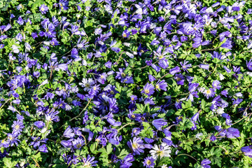 Naklejka premium Flowering blue Anemones Blanda in spring forest. Spring small purple flowers in the garden. Floral background with flowers and green leaves.