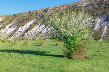 Springtime green meadow and hill . Spring grassland with tree in bloom 