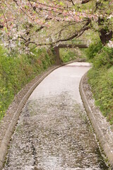 Fototapeta premium ソメイヨシノ、桜、櫻、さくら、サクラ、cherry blossoms、ピンク、春、花、植物、アウトドア、空、菜の花、川、花びら、ピンクの川、東川、あづま、日本、風景、景色、流れる、水、枝、木、自然、サクラと菜の花、桜と菜の花、綺麗、可愛い、春の終わり、花筏、花いかだ、いかだ、花の川、