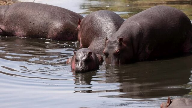 Slow motion video of a baby hippopotamus relaxing in a river in Kenya