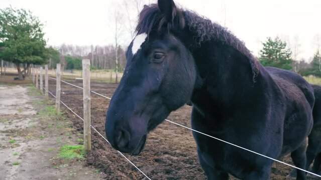 Adult Black Friesian horse with white spot in the middle of the head. The horse is in the yard. Outdoor. Close up. High quality 4k footage