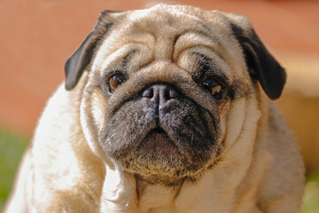 pug dog