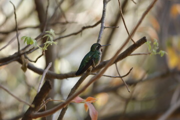 hummingbird on the tree branch 