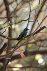 hummingbird on the tree branch