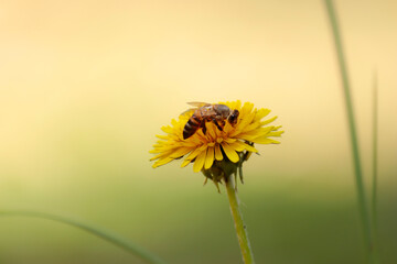 bee on top of the flower